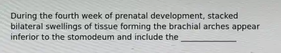 During the fourth week of <a href='https://www.questionai.com/knowledge/kMumvNdQFH-prenatal-development' class='anchor-knowledge'>prenatal development</a>, stacked bilateral swellings of tissue forming the brachial arches appear inferior to the stomodeum and include the ______________