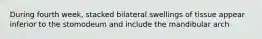 During fourth week, stacked bilateral swellings of tissue appear inferior to the stomodeum and include the mandibular arch