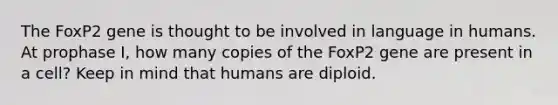 The FoxP2 gene is thought to be involved in language in humans. At prophase I, how many copies of the FoxP2 gene are present in a cell? Keep in mind that humans are diploid.