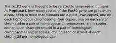 The FoxP2 gene is thought to be related to language in humans. At Prophase I, how many copies of the FoxP2 gene are present in a cell? Keep in mind that humans are diploid. -two copies, one on each homologous chromosome -four copies, one on each sister chromatid in a pair of homologous chromosomes -eight copies, one on each sister chromatid in a pair of homologous chromosomes -eight copies, one on each of strand of each chromatid per homologous pair