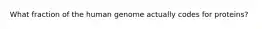 What fraction of the human genome actually codes for proteins?