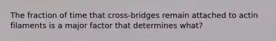 The fraction of time that cross-bridges remain attached to actin filaments is a major factor that determines what?