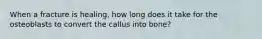 When a fracture is healing, how long does it take for the osteoblasts to convert the callus into bone?