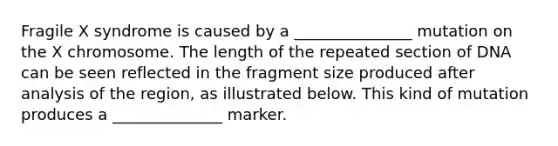 Fragile X syndrome is caused by a _______________ mutation on the X chromosome. The length of the repeated section of DNA can be seen reflected in the fragment size produced after analysis of the region, as illustrated below. This kind of mutation produces a ______________ marker.