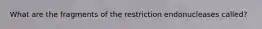 What are the fragments of the restriction endonucleases called?