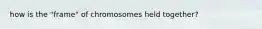 how is the "frame" of chromosomes held together?