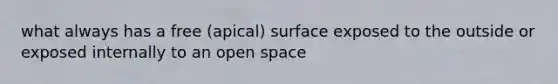 what always has a free (apical) surface exposed to the outside or exposed internally to an open space