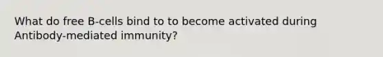 What do free B-cells bind to to become activated during Antibody-mediated immunity?