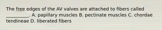 The free edges of the AV valves are attached to fibers called __________. A. papillary muscles B. pectinate muscles C. chordae tendineae D. liberated fibers