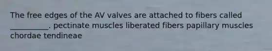 The free edges of the AV valves are attached to fibers called __________. pectinate muscles liberated fibers papillary muscles chordae tendineae