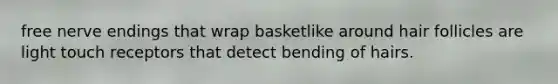 free nerve endings that wrap basketlike around hair follicles are light touch receptors that detect bending of hairs.
