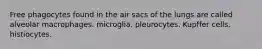 Free phagocytes found in the air sacs of the lungs are called alveolar macrophages. microglia. pleurocytes. Kupffer cells. histiocytes.