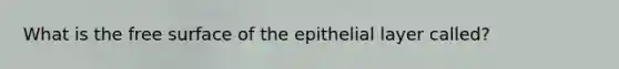 What is the free surface of the epithelial layer called?