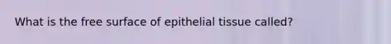 What is the free surface of epithelial tissue called?