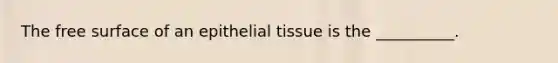 The free surface of an epithelial tissue is the __________.