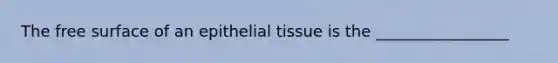 The free surface of an epithelial tissue is the _________________