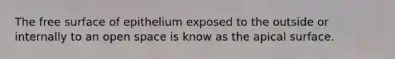 The free surface of epithelium exposed to the outside or internally to an open space is know as the apical surface.