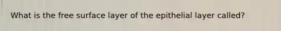 What is the free surface layer of the epithelial layer called?