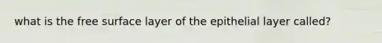 what is the free surface layer of the epithelial layer called?