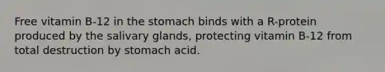 Free vitamin B-12 in the stomach binds with a R-protein produced by the salivary glands, protecting vitamin B-12 from total destruction by stomach acid.