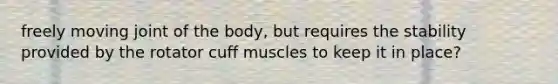 freely moving joint of the body, but requires the stability provided by the rotator cuff muscles to keep it in place?