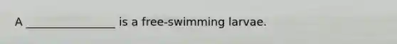 A ________________ is a free-swimming larvae.