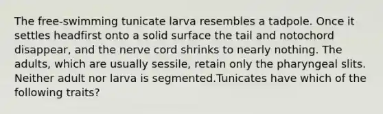 The free-swimming tunicate larva resembles a tadpole. Once it settles headfirst onto a solid surface the tail and notochord disappear, and the nerve cord shrinks to nearly nothing. The adults, which are usually sessile, retain only the pharyngeal slits. Neither adult nor larva is segmented.Tunicates have which of the following traits?