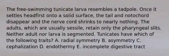 The free-swimming tunicate larva resembles a tadpole. Once it settles headfirst onto a solid surface, the tail and notochord disappear and the nerve cord shrinks to nearly nothing. The adults, which are usually sessile, retain only the pharyngeal slits. Neither adult nor larva is segmented. Tunicates have which of the following traits? A. radial symmetry B. asymmetry C. cephalization D. endothermy E. incomplete digestive tract