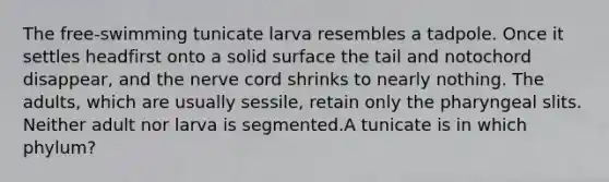 The free-swimming tunicate larva resembles a tadpole. Once it settles headfirst onto a solid surface the tail and notochord disappear, and the nerve cord shrinks to nearly nothing. The adults, which are usually sessile, retain only the pharyngeal slits. Neither adult nor larva is segmented.A tunicate is in which phylum?