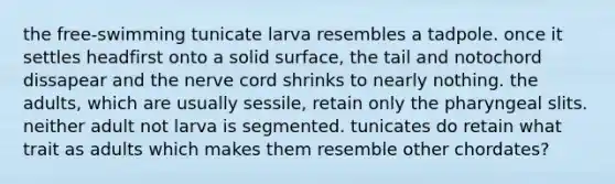 the free-swimming tunicate larva resembles a tadpole. once it settles headfirst onto a solid surface, the tail and notochord dissapear and the nerve cord shrinks to nearly nothing. the adults, which are usually sessile, retain only the pharyngeal slits. neither adult not larva is segmented. tunicates do retain what trait as adults which makes them resemble other chordates?