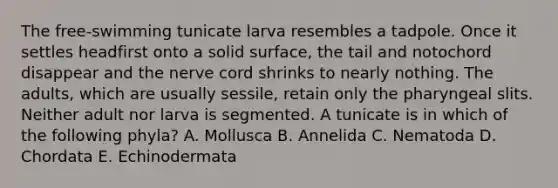 The free-swimming tunicate larva resembles a tadpole. Once it settles headfirst onto a solid surface, the tail and notochord disappear and the nerve cord shrinks to nearly nothing. The adults, which are usually sessile, retain only the pharyngeal slits. Neither adult nor larva is segmented. A tunicate is in which of the following phyla? A. Mollusca B. Annelida C. Nematoda D. Chordata E. Echinodermata