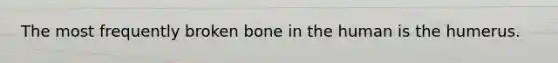 The most frequently broken bone in the human is the humerus.