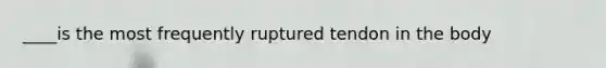 ____is the most frequently ruptured tendon in the body