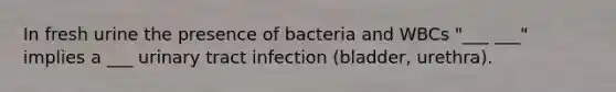 In fresh urine the presence of bacteria and WBCs "___ ___" implies a ___ urinary tract infection (bladder, urethra).