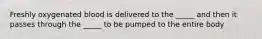 Freshly oxygenated blood is delivered to the _____ and then it passes through the _____ to be pumped to the entire body