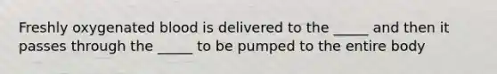 Freshly oxygenated blood is delivered to the _____ and then it passes through the _____ to be pumped to the entire body