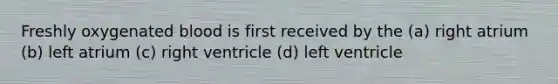 Freshly oxygenated blood is first received by the (a) right atrium (b) left atrium (c) right ventricle (d) left ventricle