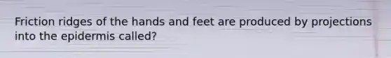 Friction ridges of the hands and feet are produced by projections into the epidermis called?