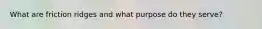 What are friction ridges and what purpose do they serve?