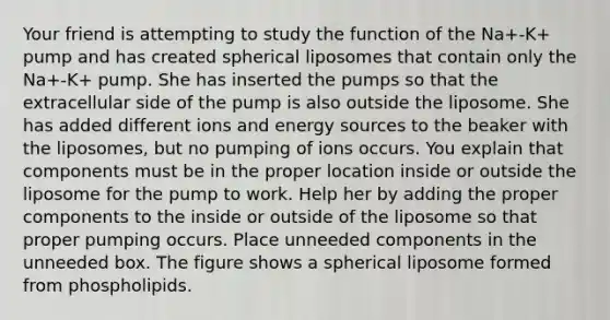 Your friend is attempting to study the function of the Na+-K+ pump and has created spherical liposomes that contain only the Na+-K+ pump. She has inserted the pumps so that the extracellular side of the pump is also outside the liposome. She has added different ions and energy sources to the beaker with the liposomes, but no pumping of ions occurs. You explain that components must be in the proper location inside or outside the liposome for the pump to work. Help her by adding the proper components to the inside or outside of the liposome so that proper pumping occurs. Place unneeded components in the unneeded box. The figure shows a spherical liposome formed from phospholipids.