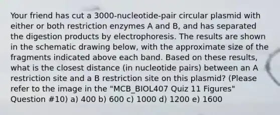 Your friend has cut a 3000-nucleotide-pair circular plasmid with either or both restriction enzymes A and B, and has separated the digestion products by electrophoresis. The results are shown in the schematic drawing below, with the approximate size of the fragments indicated above each band. Based on these results, what is the closest distance (in nucleotide pairs) between an A restriction site and a B restriction site on this plasmid? (Please refer to the image in the "MCB_BIOL407 Quiz 11 Figures" Question #10) a) 400 b) 600 c) 1000 d) 1200 e) 1600