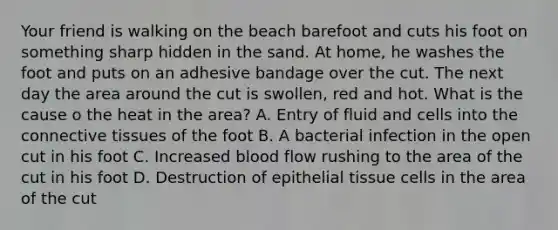 Your friend is walking on the beach barefoot and cuts his foot on something sharp hidden in the sand. At home, he washes the foot and puts on an adhesive bandage over the cut. The next day the area around the cut is swollen, red and hot. What is the cause o the heat in the area? A. Entry of fluid and cells into the connective tissues of the foot B. A bacterial infection in the open cut in his foot C. Increased blood flow rushing to the area of the cut in his foot D. Destruction of epithelial tissue cells in the area of the cut