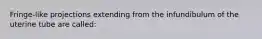 Fringe-like projections extending from the infundibulum of the uterine tube are called: