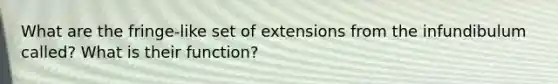 What are the fringe-like set of extensions from the infundibulum called? What is their function?