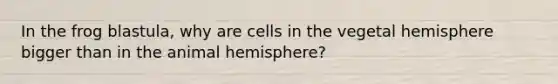 In the frog blastula, why are cells in the vegetal hemisphere bigger than in the animal hemisphere?