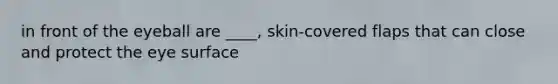 in front of the eyeball are ____, skin-covered flaps that can close and protect the eye surface