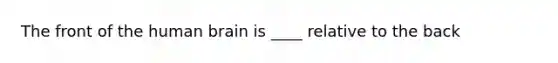 The front of the human brain is ____ relative to the back