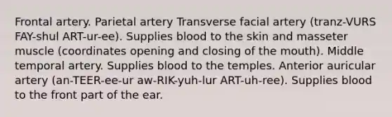 Frontal artery. Parietal artery Transverse facial artery (tranz-VURS FAY-shul ART-ur-ee). Supplies blood to the skin and masseter muscle (coordinates opening and closing of the mouth). Middle temporal artery. Supplies blood to the temples. Anterior auricular artery (an-TEER-ee-ur aw-RIK-yuh-lur ART-uh-ree). Supplies blood to the front part of the ear.