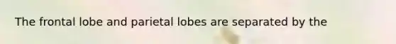 The frontal lobe and parietal lobes are separated by the