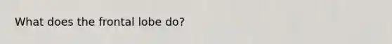 What does the frontal lobe do?